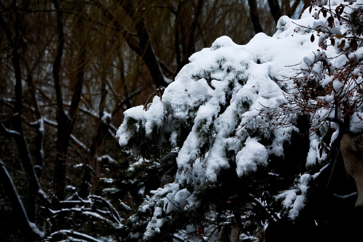 济南——大雪后景色（三）