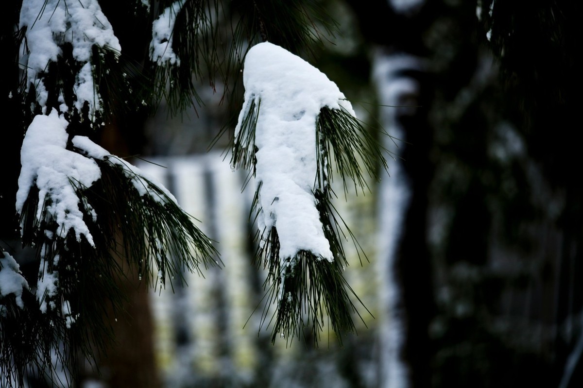 济南——大雪后景色（三）