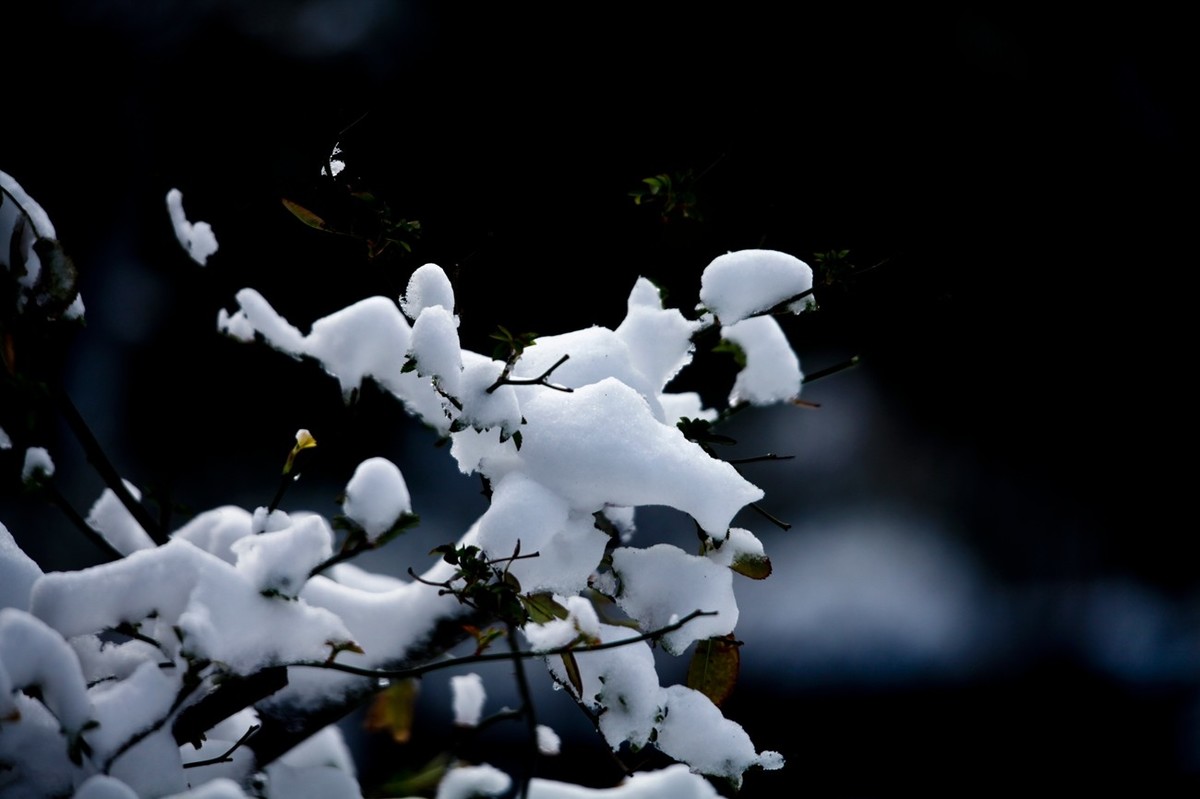 济南——大雪后景色（三）