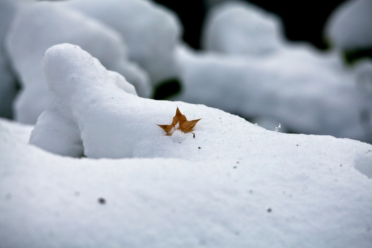 济南——大雪后景色（三）