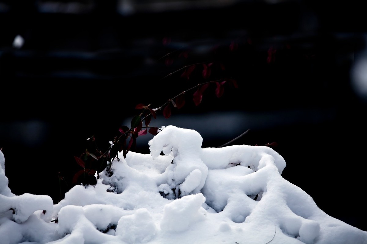 济南——大雪后景色（三）