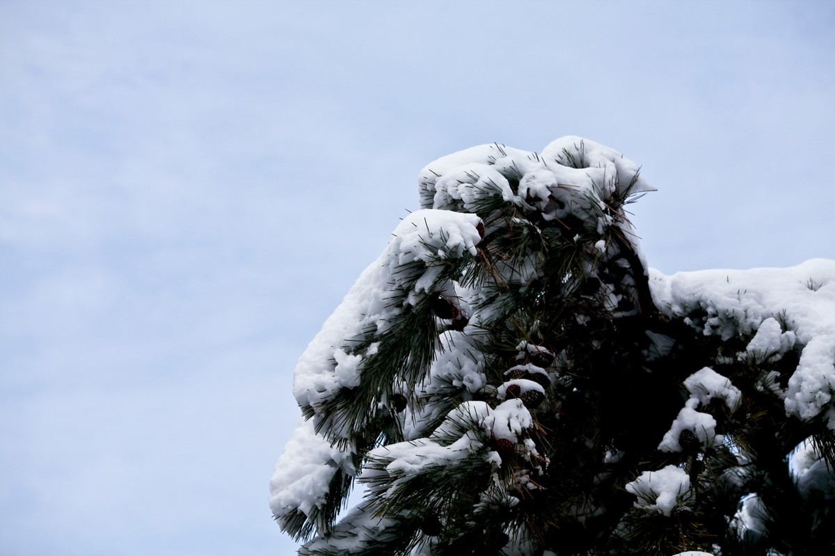 济南——大雪后景色（三）