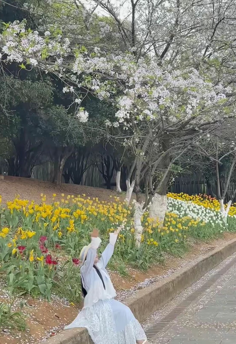 樱花灿漫--湖南省植物园