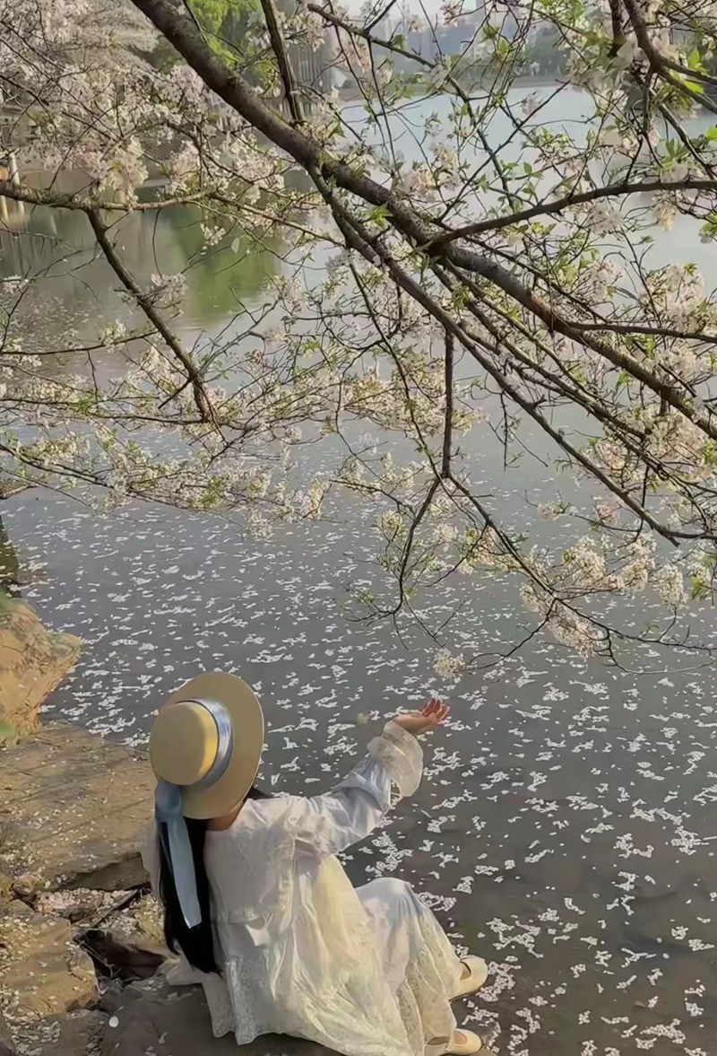 樱花灿漫--湖南省植物园