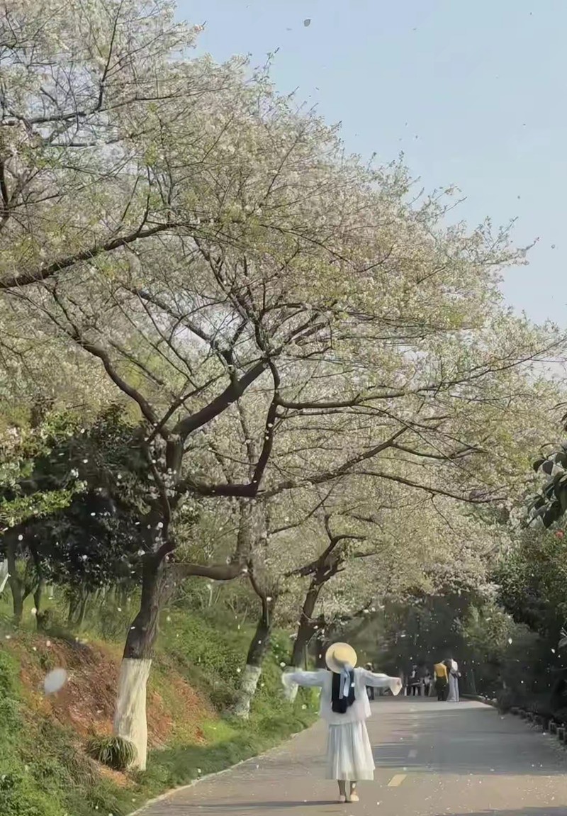 樱花灿漫--湖南省植物园