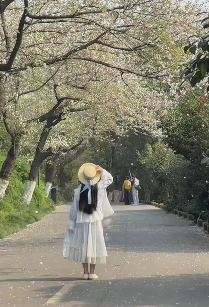樱花灿漫--湖南省植物园