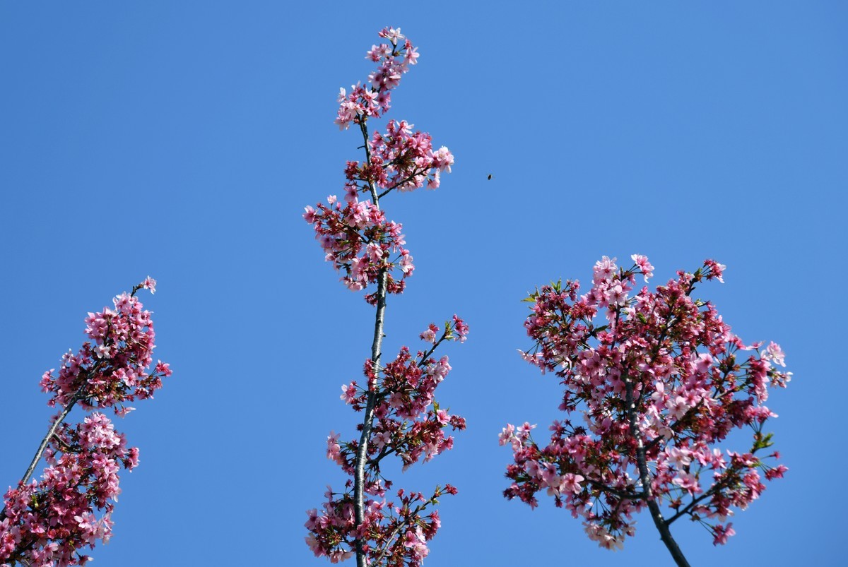 见花拍花/不识花