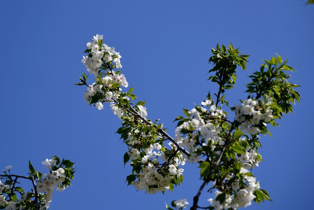 见花拍花/不识花