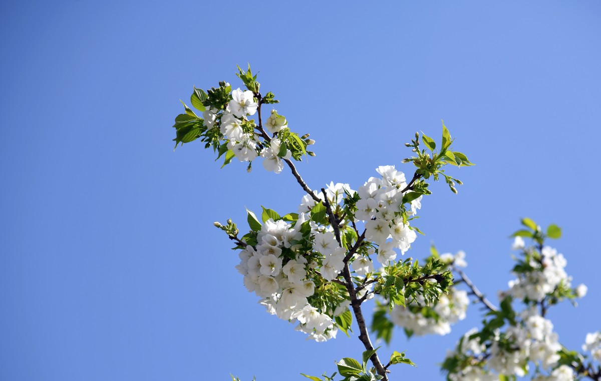 见花拍花/不识花