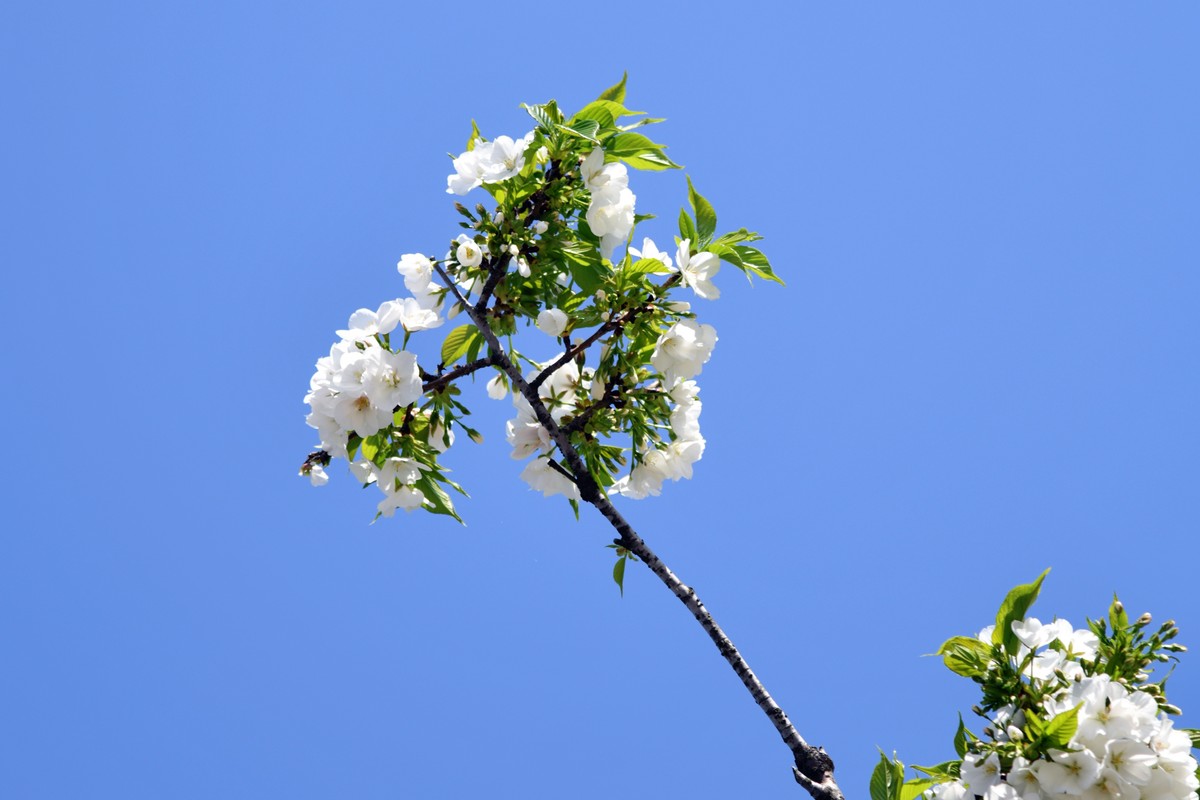 见花拍花/不识花