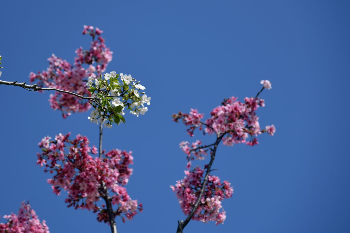 见花拍花/不识花