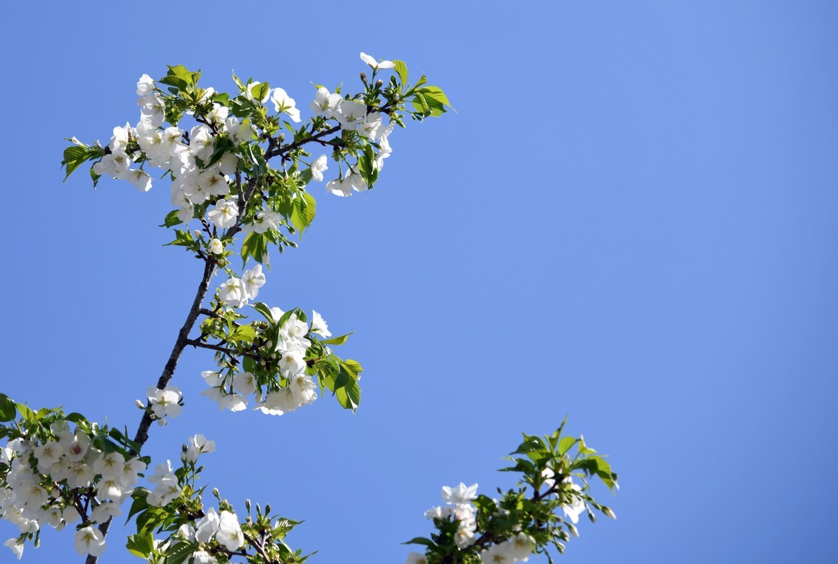 见花拍花/不识花