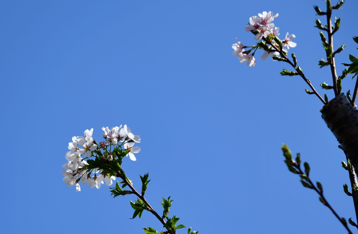 见花拍花/不识花