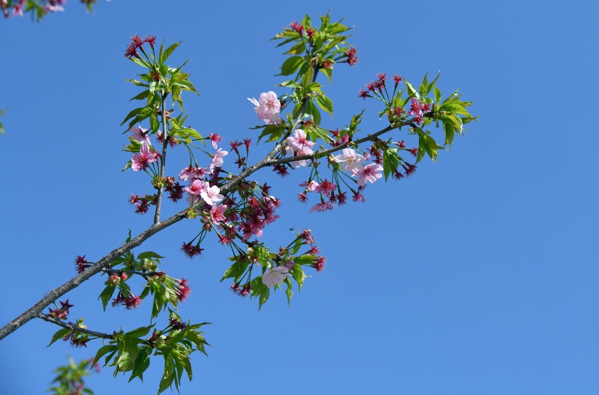 见花拍花/不识花