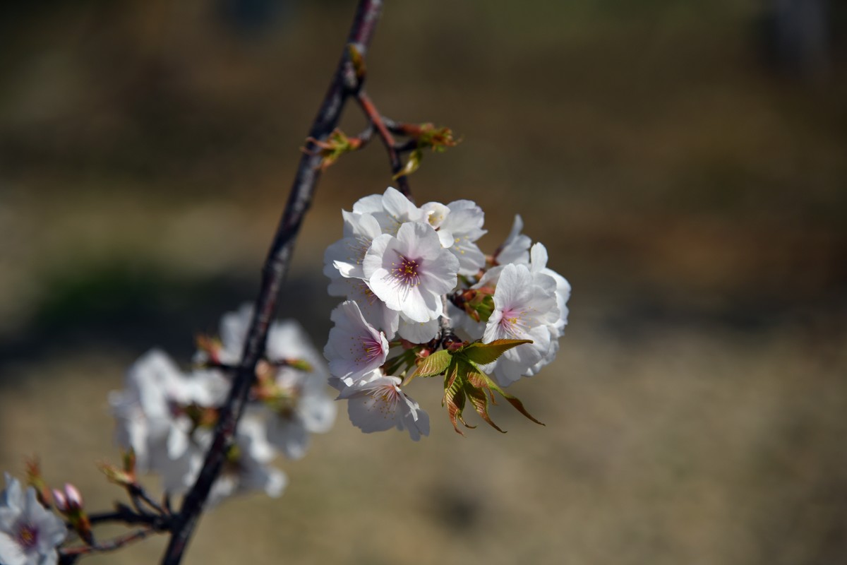 见花拍花/不识花