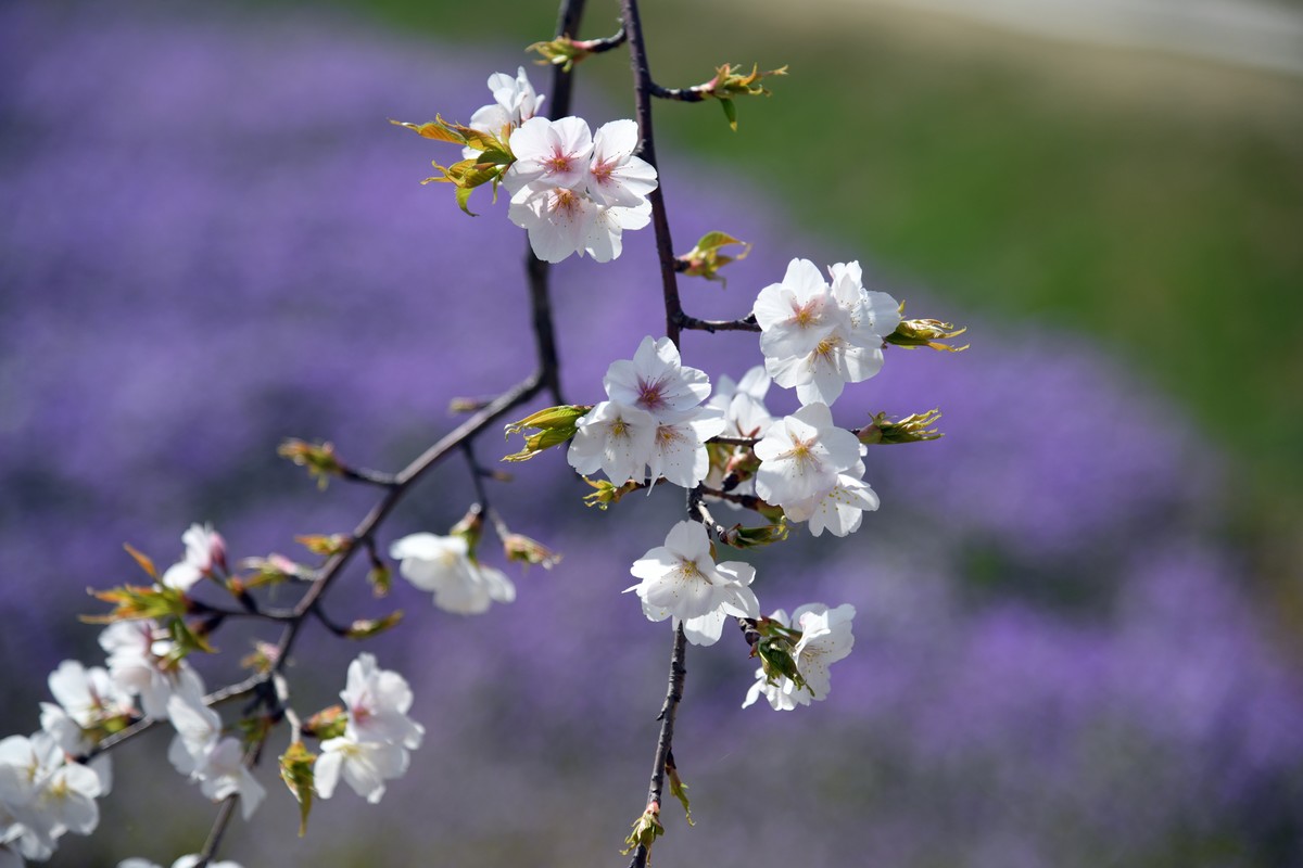 见花拍花/不识花