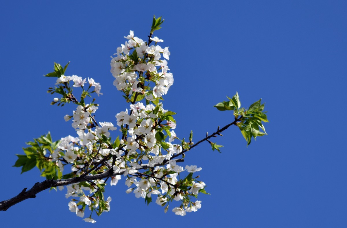 见花拍花/不识花