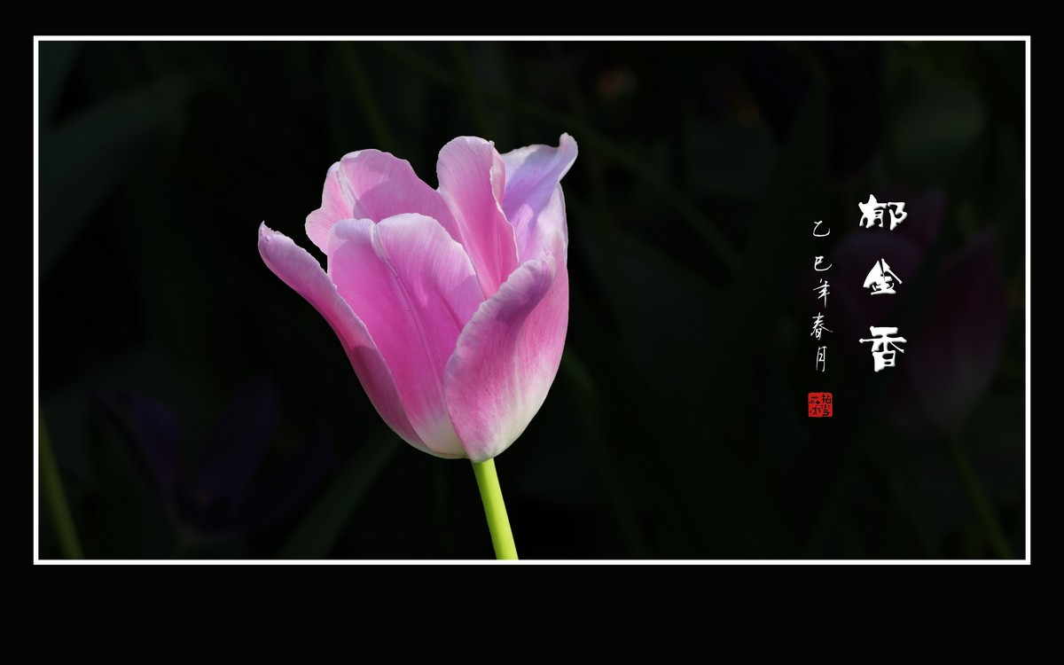 五彩缤纷高脚杯，未见琼浆香微醺