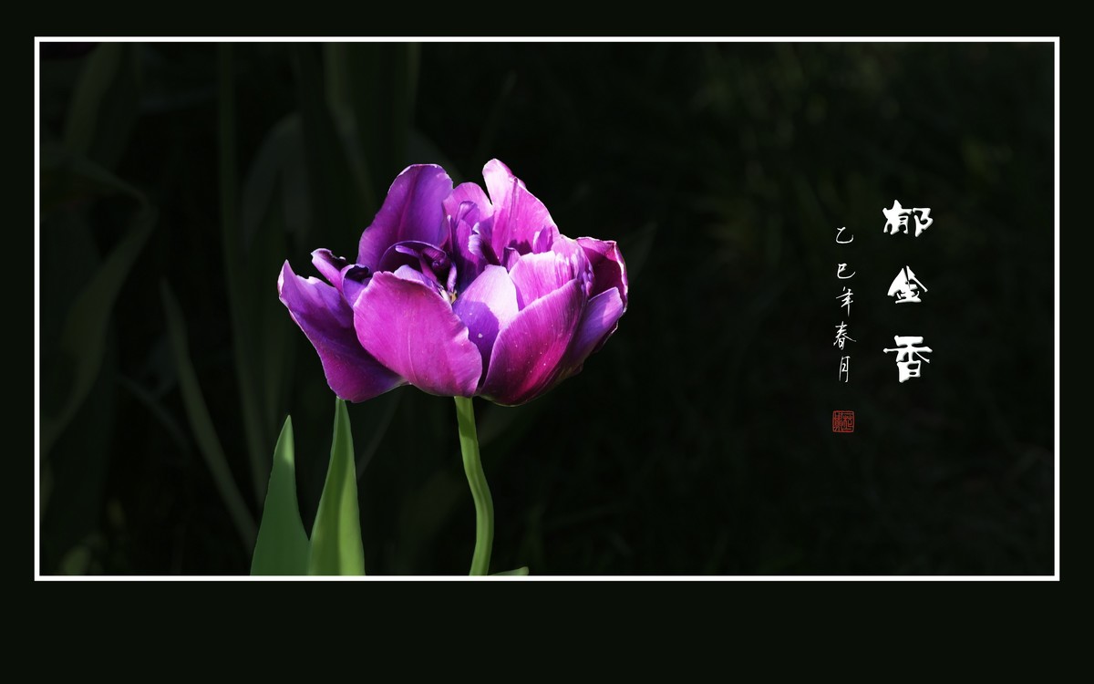 五彩缤纷高脚杯，未见琼浆香微醺