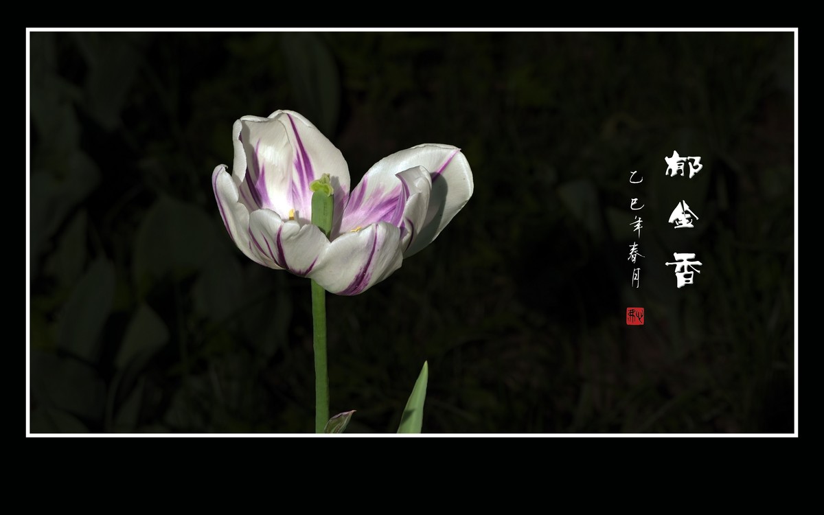 五彩缤纷高脚杯，未见琼浆香微醺