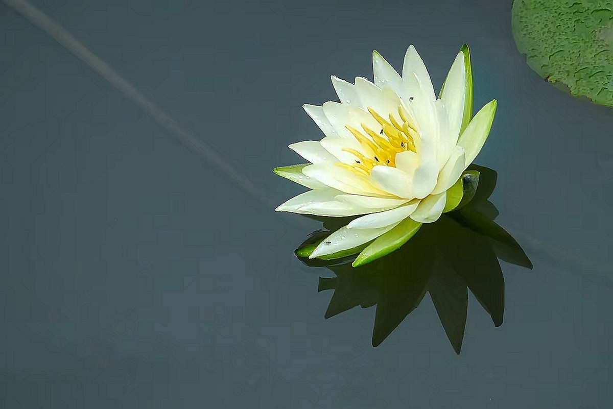 睡莲