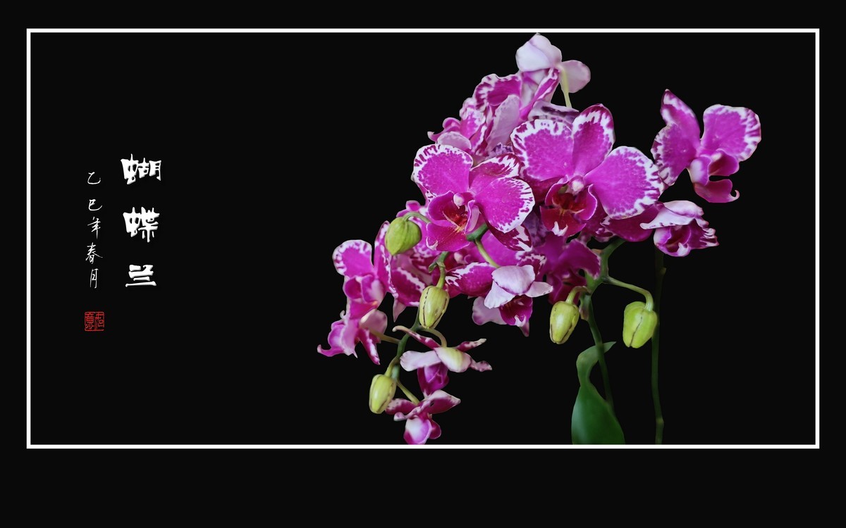 彩蝶纷飞般的蝴蝶兰