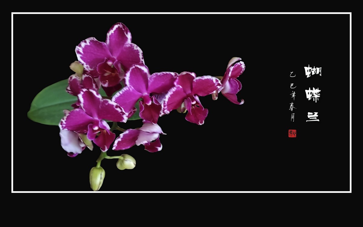 彩蝶纷飞般的蝴蝶兰