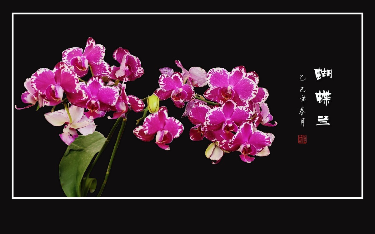 彩蝶纷飞般的蝴蝶兰