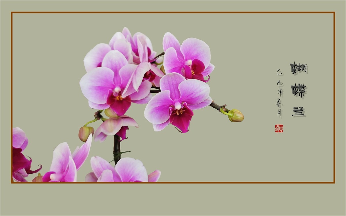彩蝶纷飞般的蝴蝶兰
