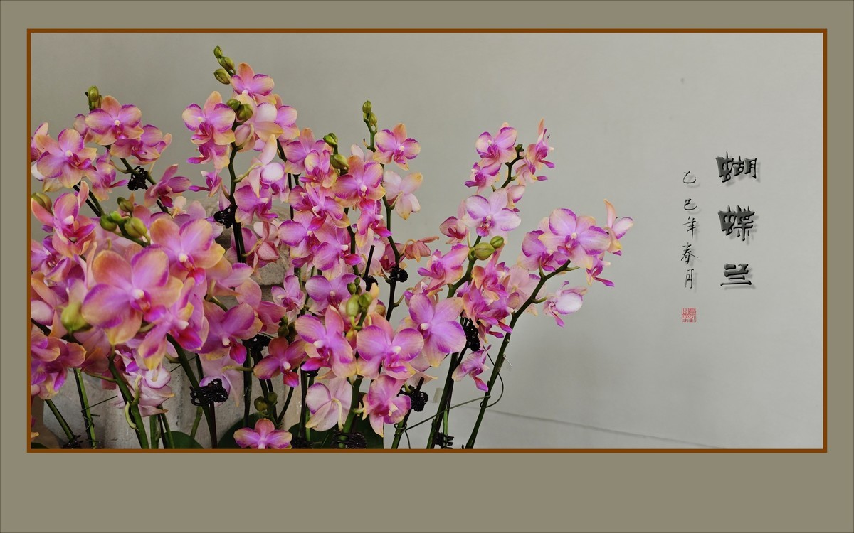 彩蝶纷飞般的蝴蝶兰