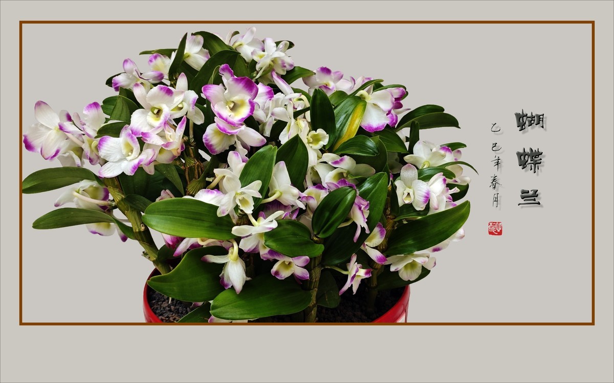 彩蝶纷飞般的蝴蝶兰