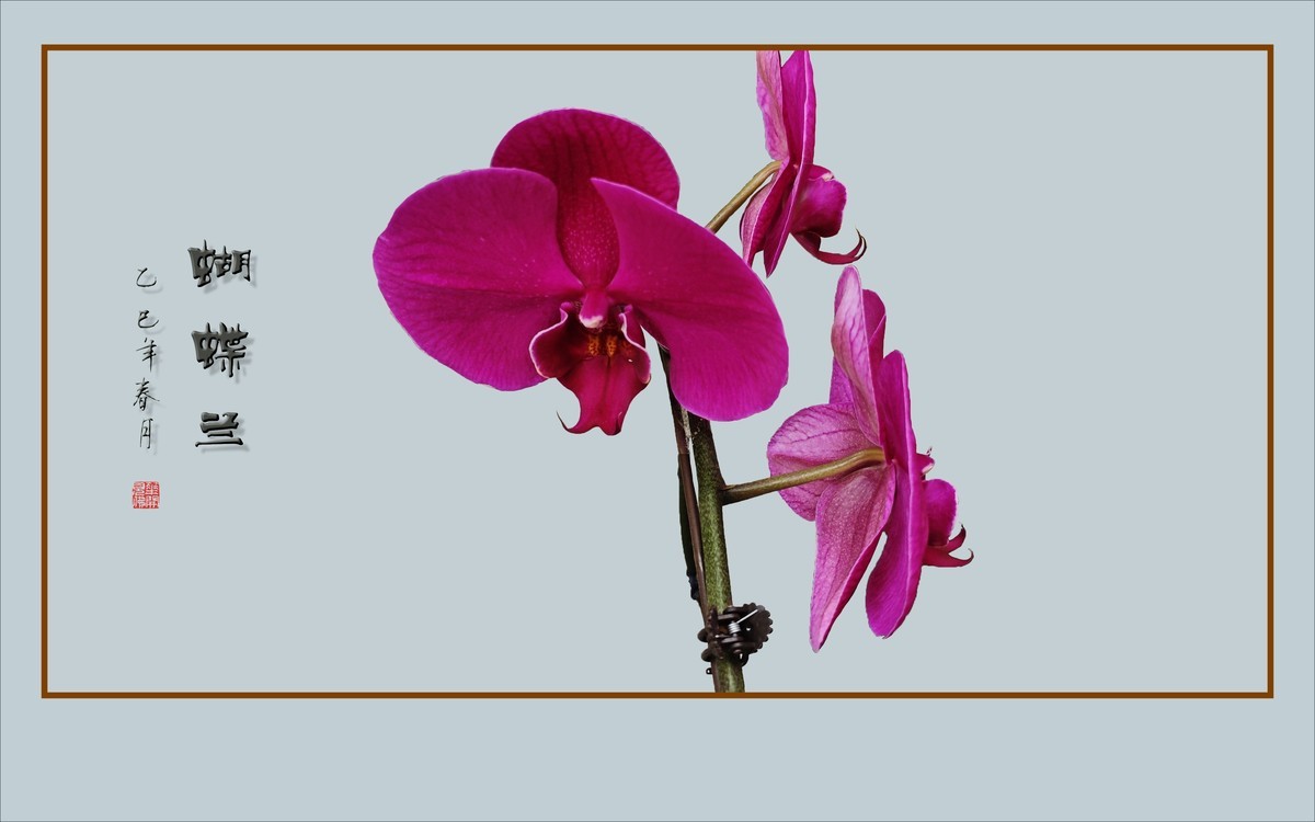 彩蝶纷飞般的蝴蝶兰