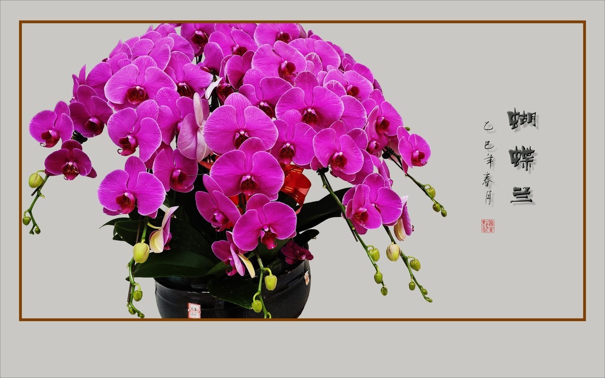 彩蝶纷飞般的蝴蝶兰