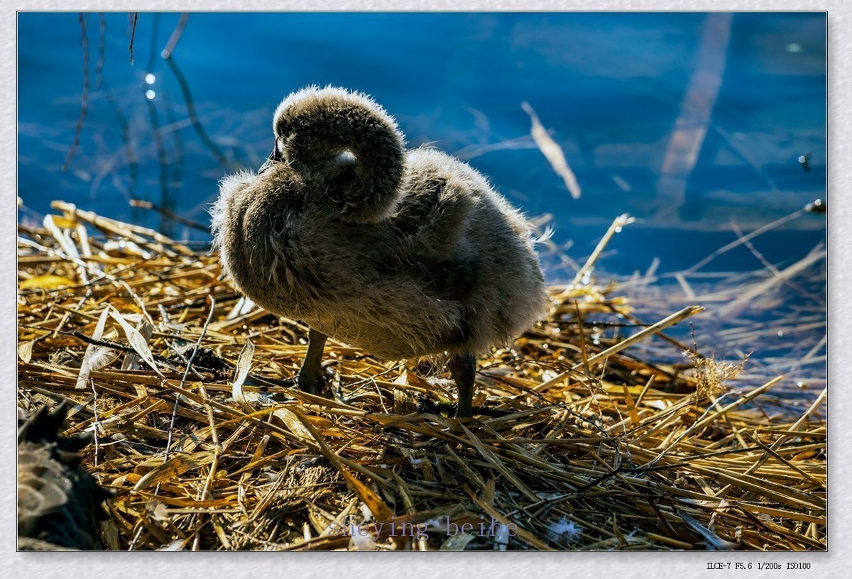 #版主坐堂#索尼大版星空(中国)2022年6月份优秀作品精选汇总