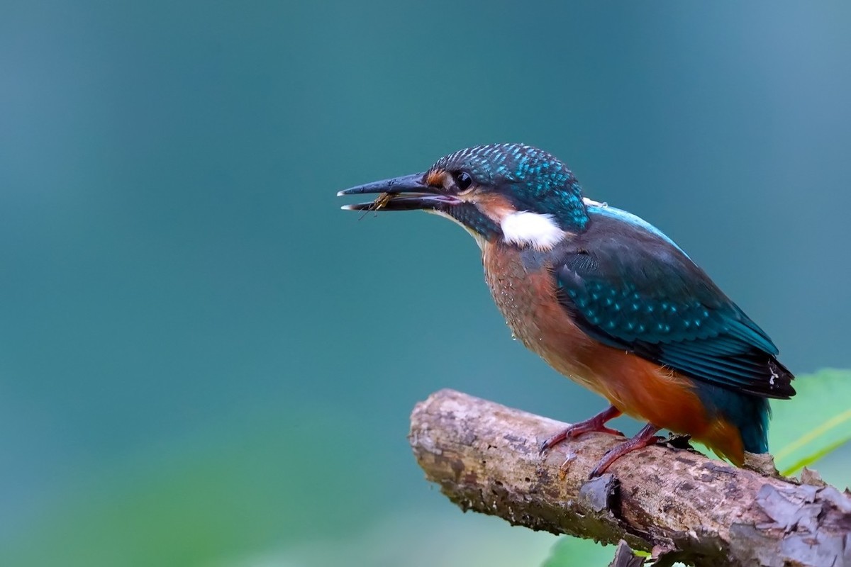 #版主坐堂#索尼大版星空(中国)2022年6月份优秀作品精选汇总