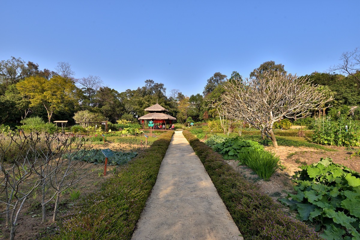 药用植物园随拍4