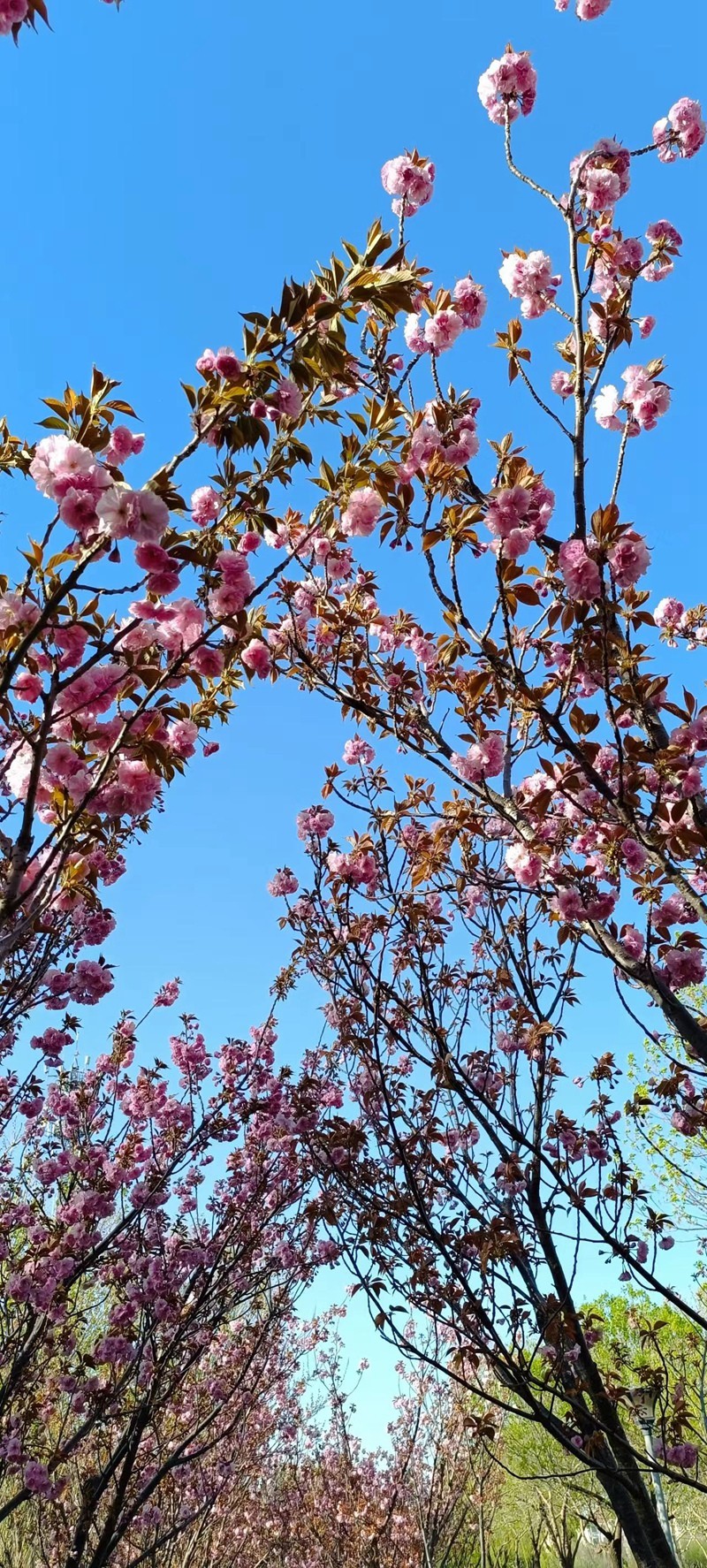 四月樱花碱滩俏