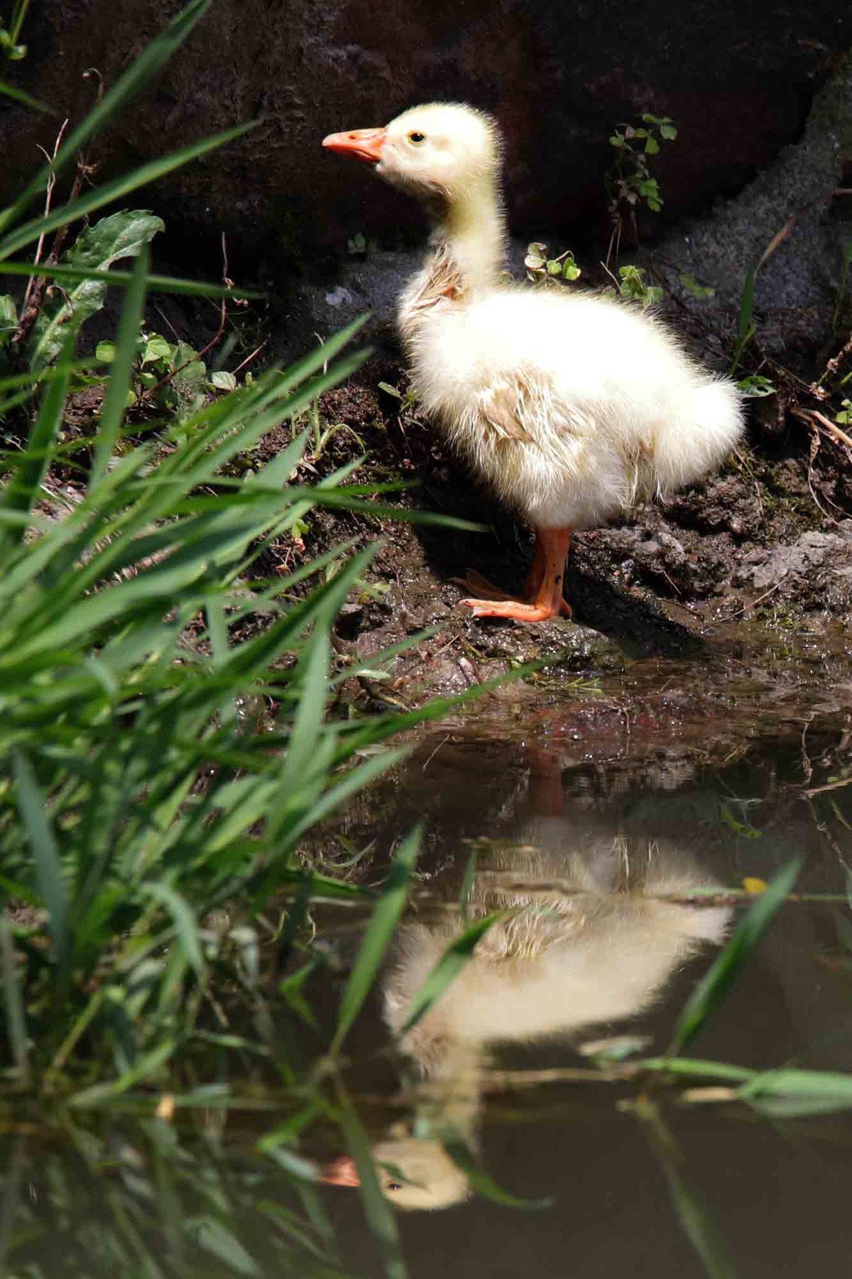 毛茸茸的小鸭子