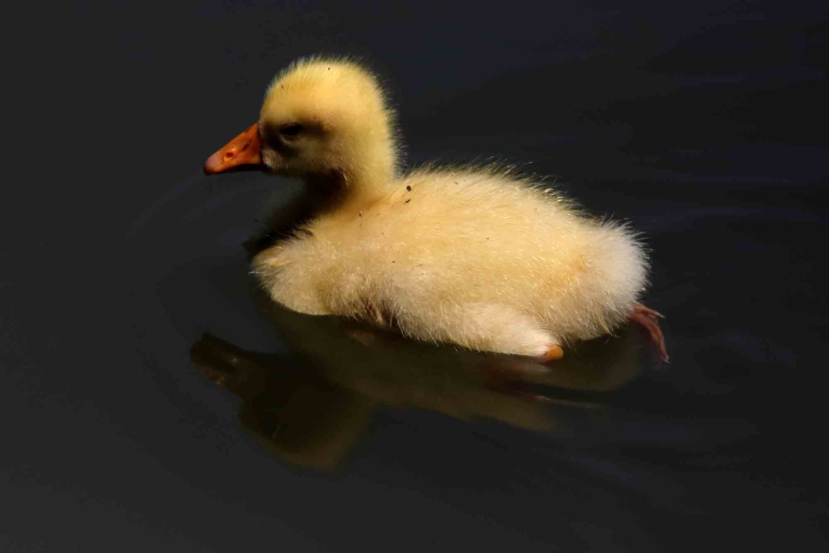 毛茸茸的小鸭子
