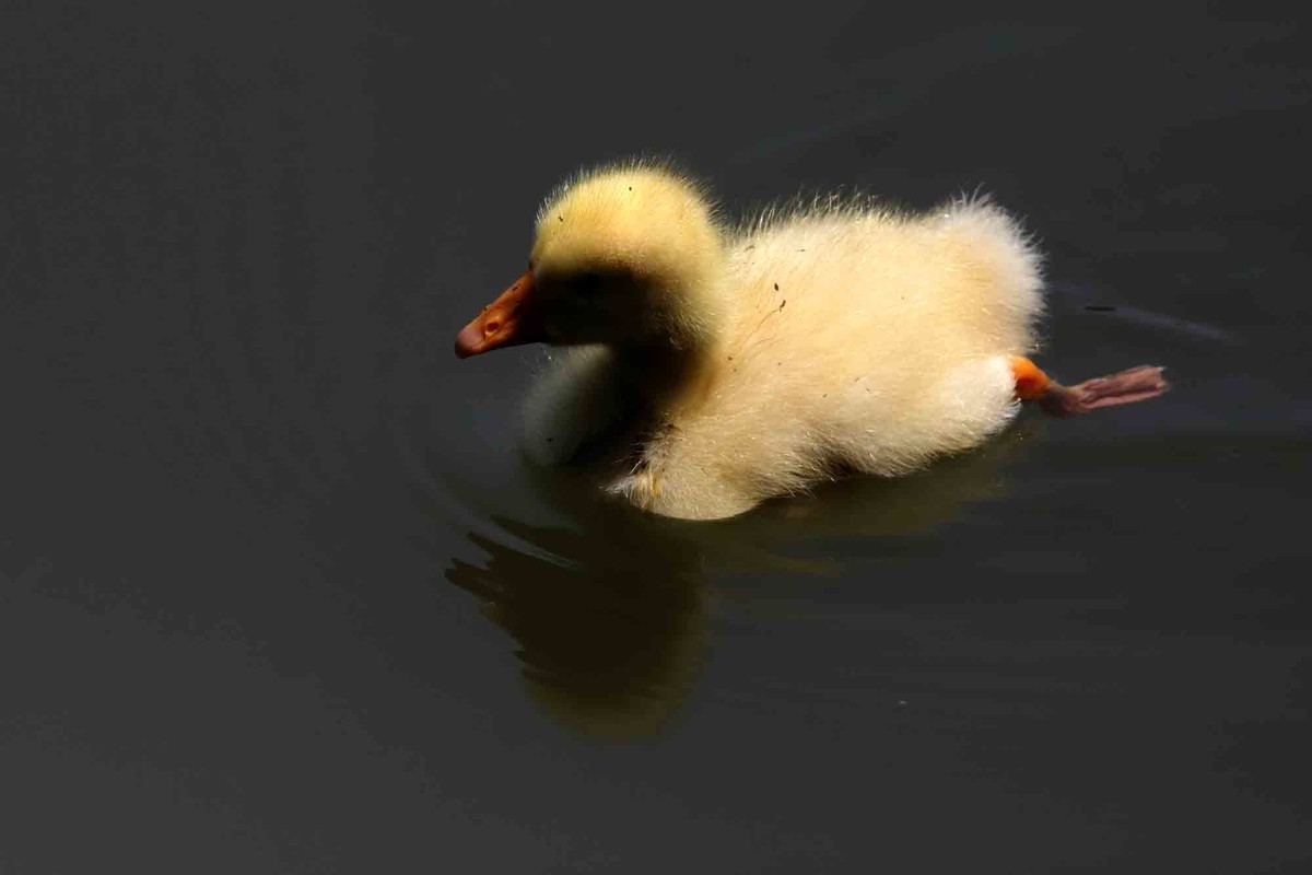 毛茸茸的小鸭子