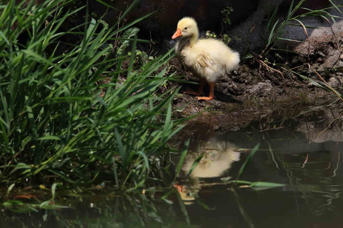毛茸茸的小鸭子