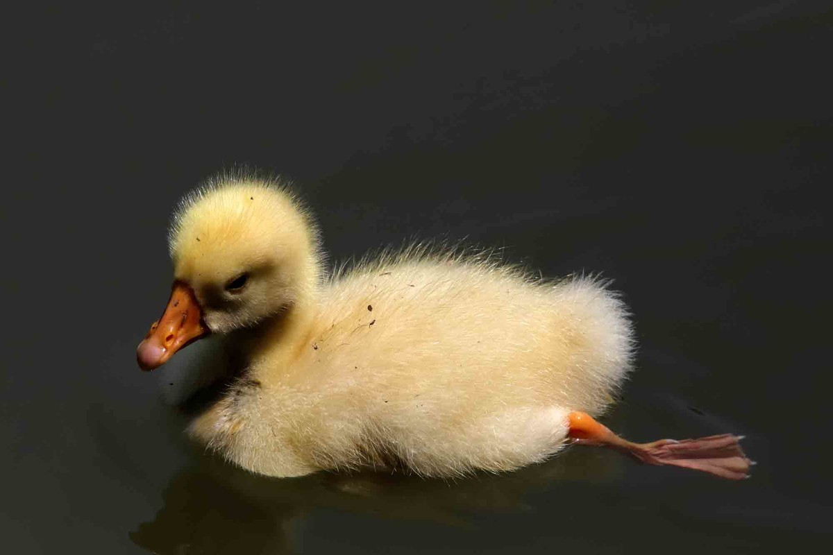 毛茸茸的小鸭子