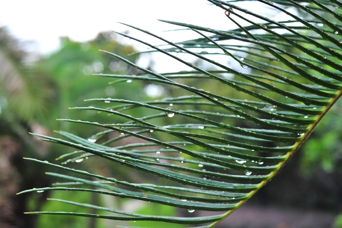 雨后晨拍