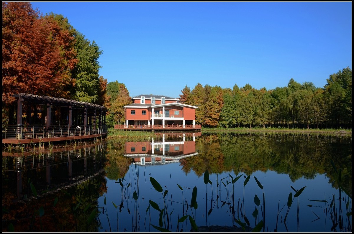 顾村公园秋景