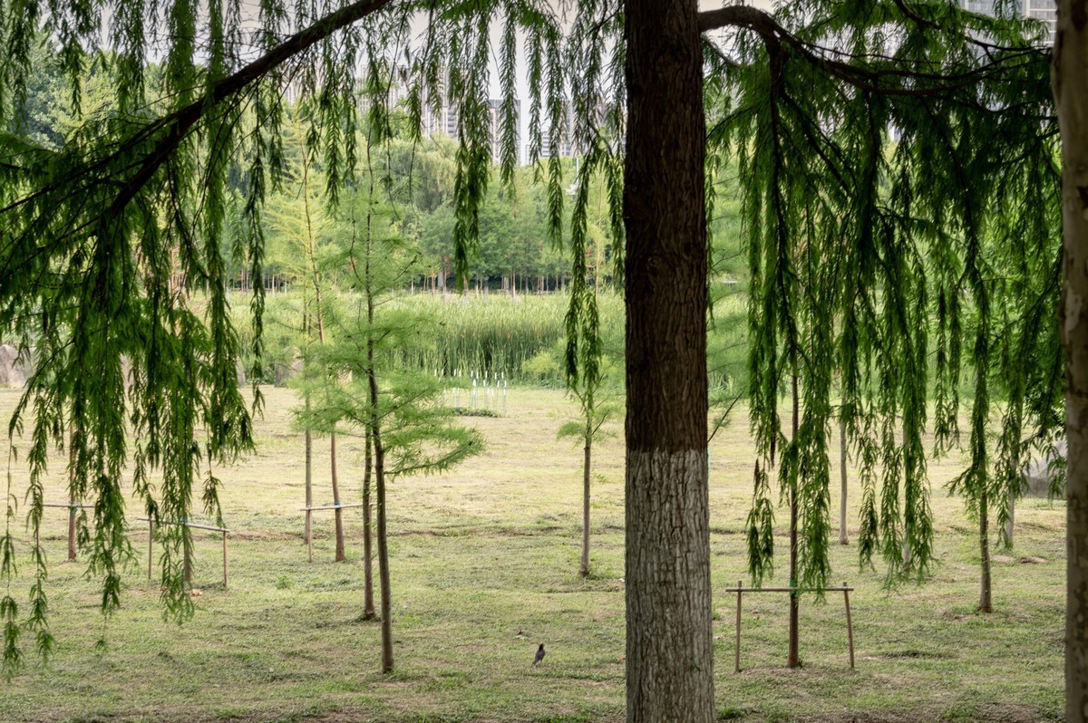 庐州印象（363）拜访影中笑版主老师