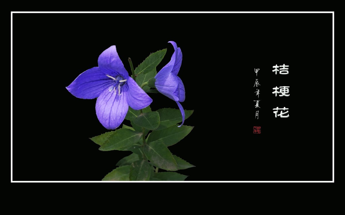 漂亮的蓝星星桔梗花