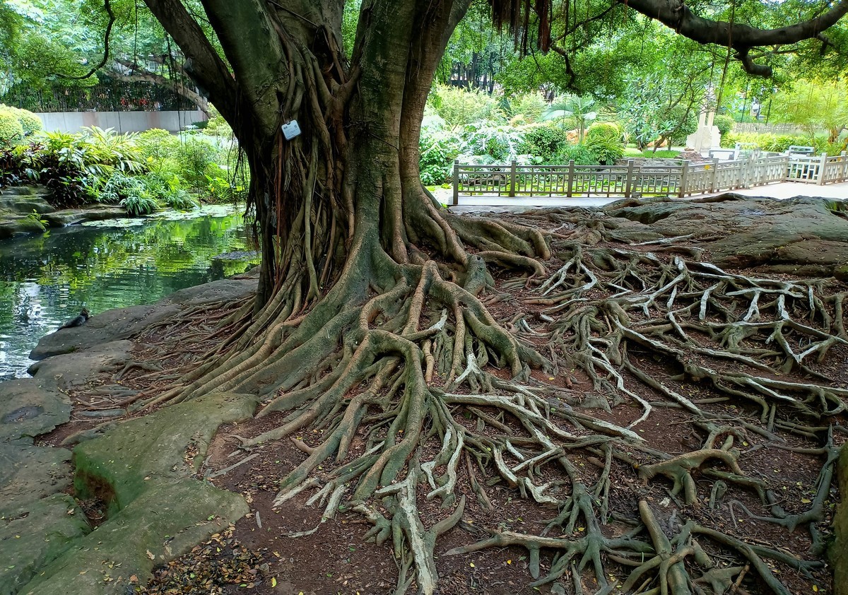 常年绿叶的古树。。。。。。