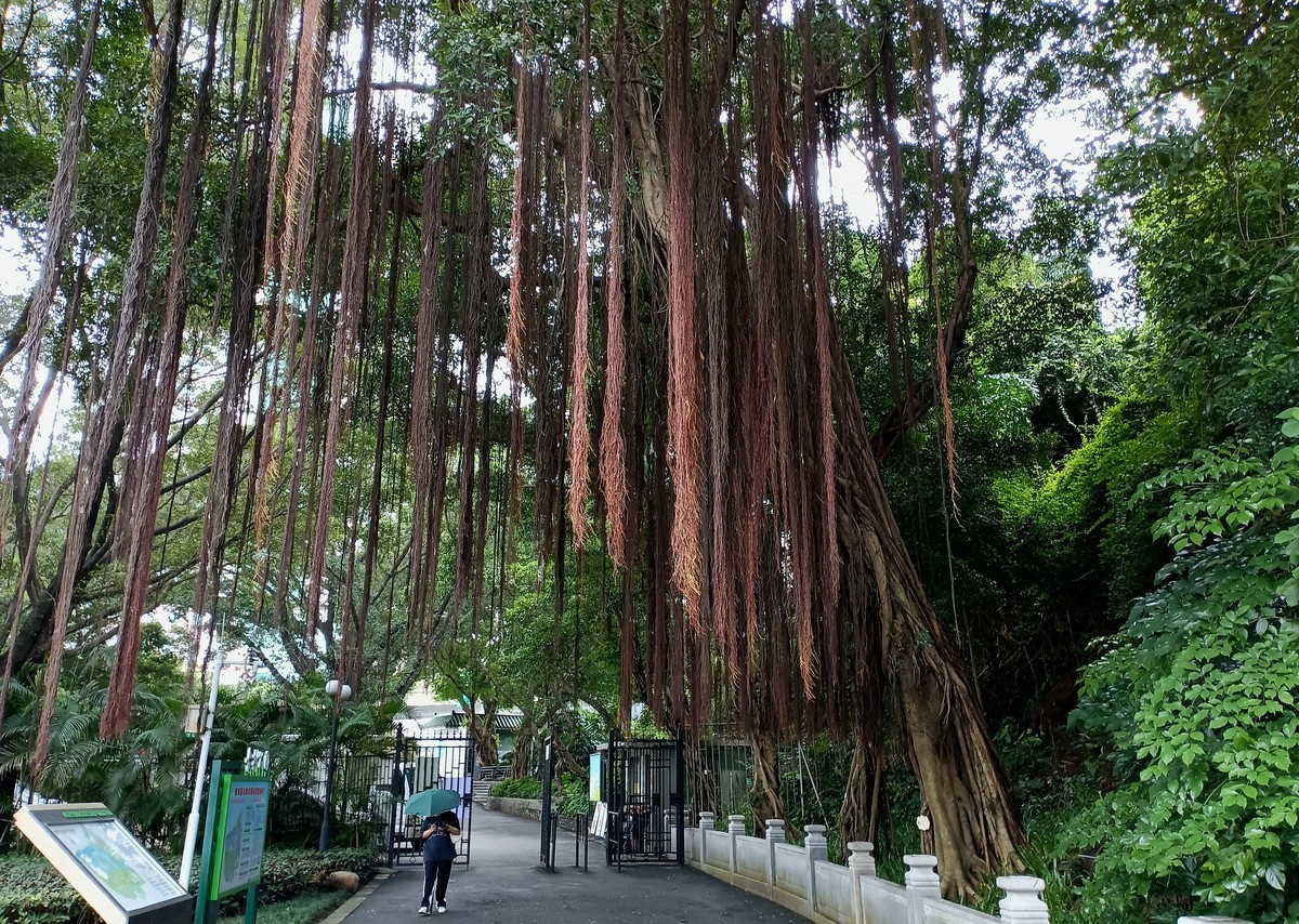 常年绿叶的古树。。。。。。