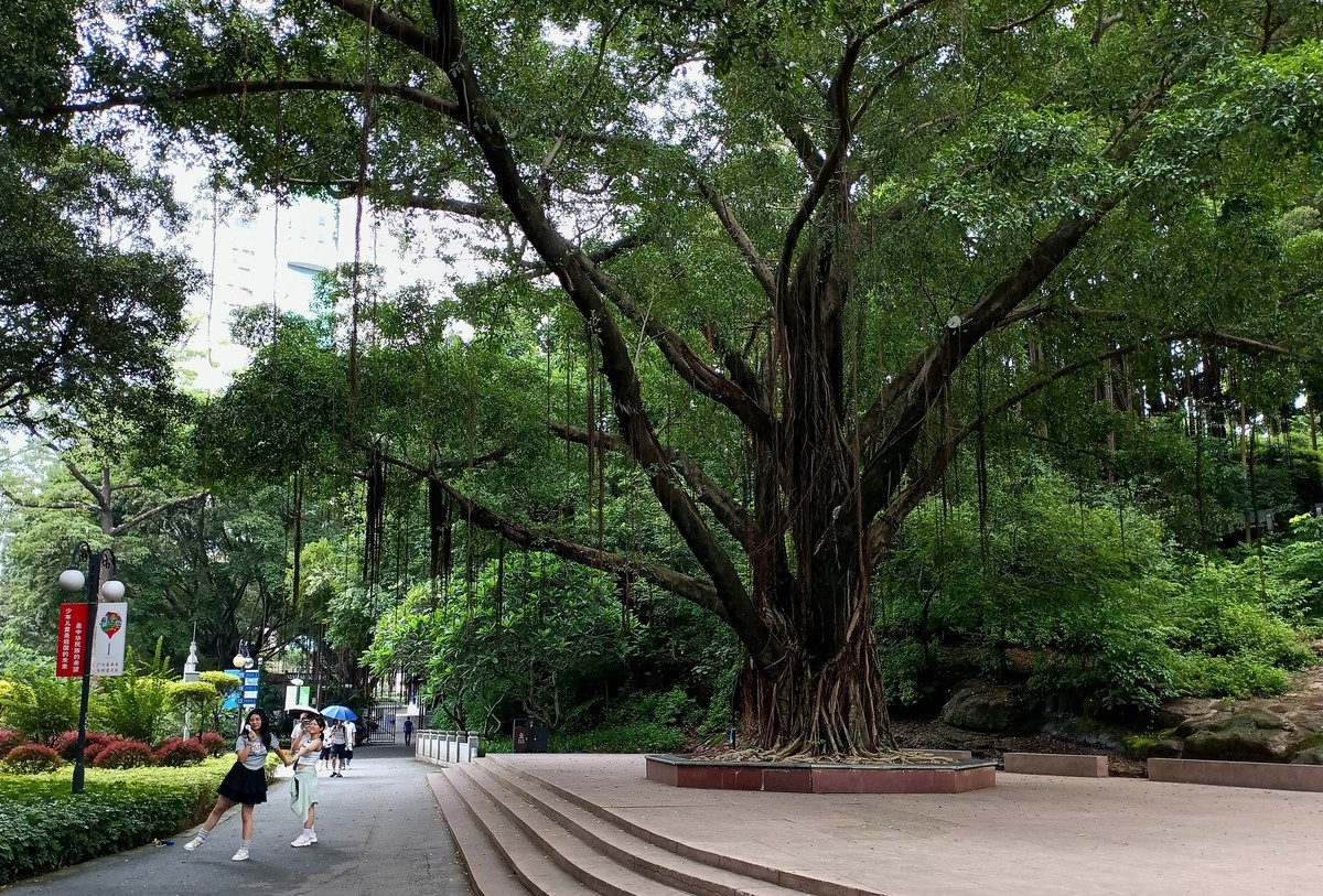 常年绿叶的古树。。。。。。
