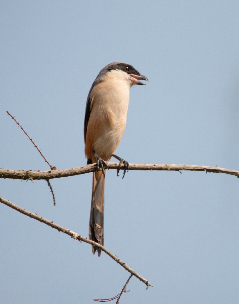 1218 一梭子拍鸟